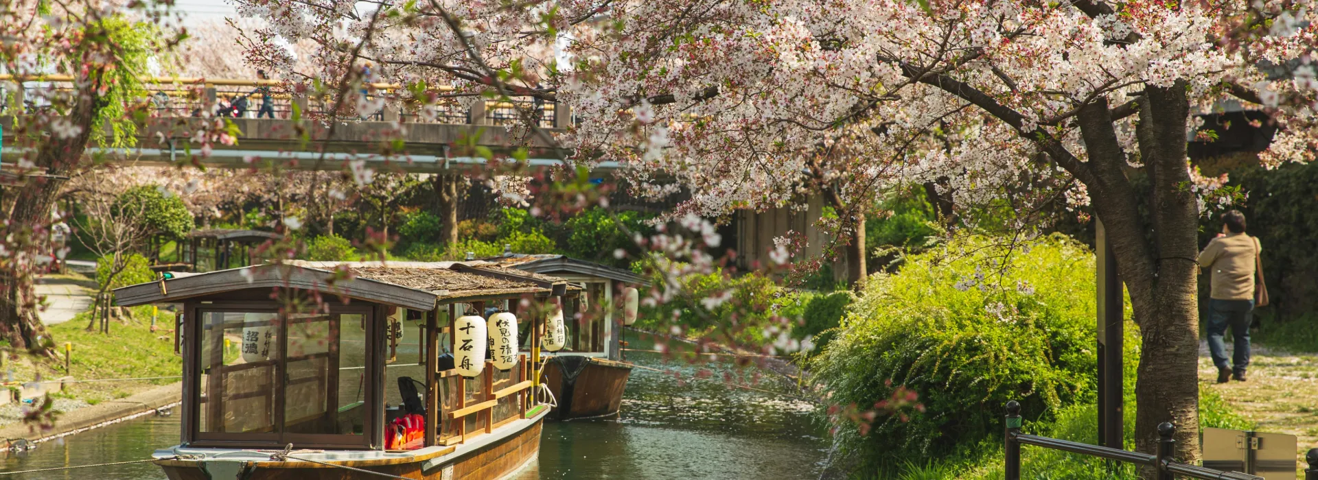 Sakura Golden Route Japan